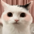 猫猫养成模拟器_logo